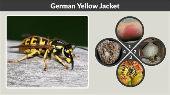 What are German yellow jacket wasps and are they in the UK?