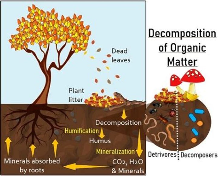 What causes organic matter to decompose