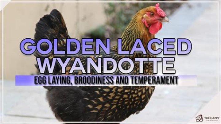 What color egg’s do Golden Laced Wyandottes lay?