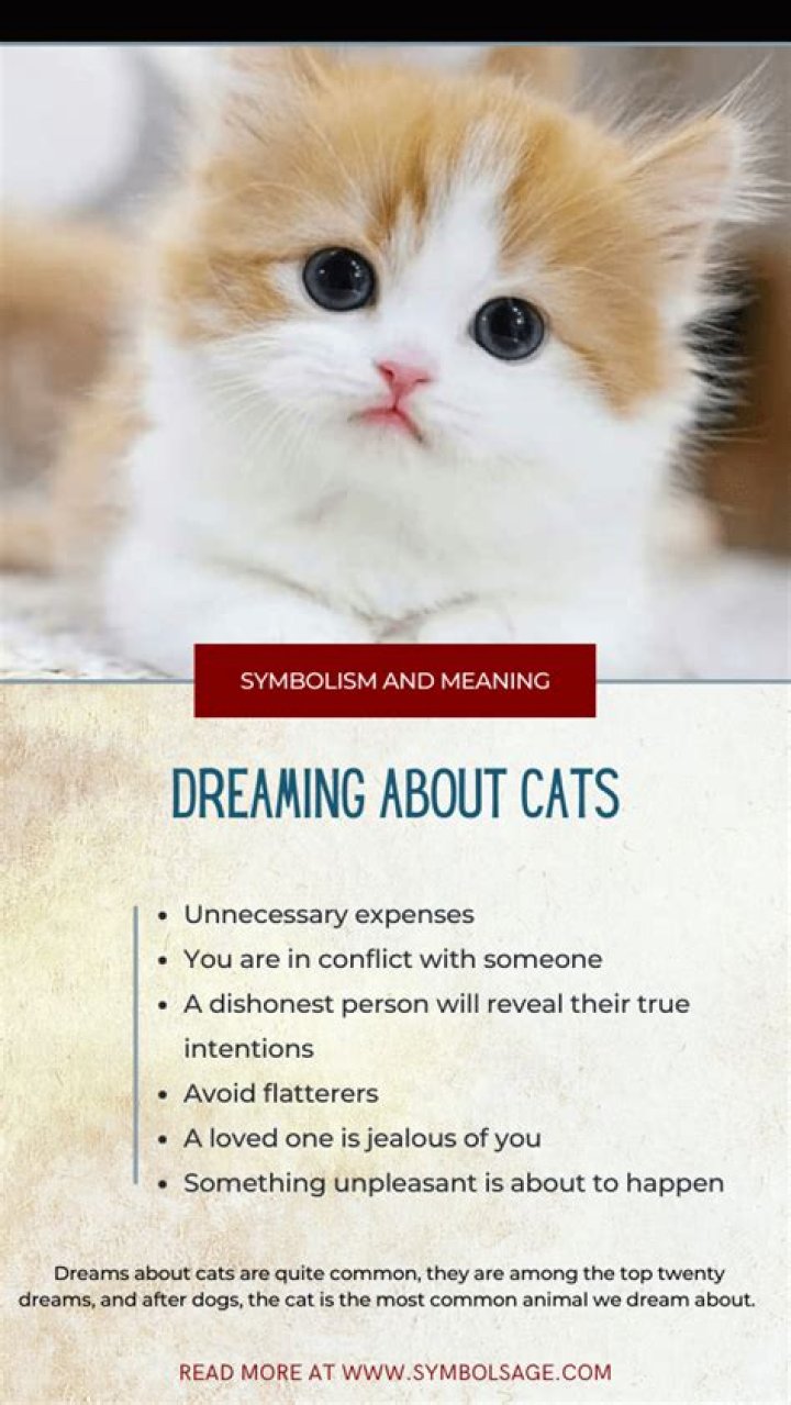 What Do Cat Dreams Mean? Dreams About Cats, Explained