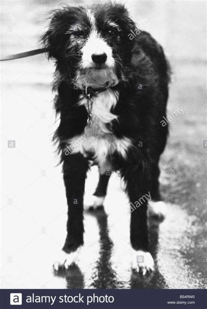 What happened to Dennis Nilsen's dog?