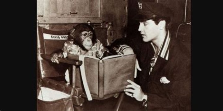 What Happened to Elvis’ Pet Chimp Scatter? How Did He Die?