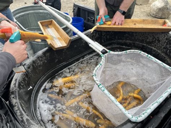 What is a banana trout?