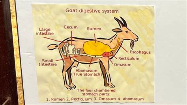 What Is A Throat Goat? Understanding The Term And Its Cultural Impact