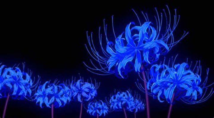 What Is Blue Spider Lily? What Are Its Powers?