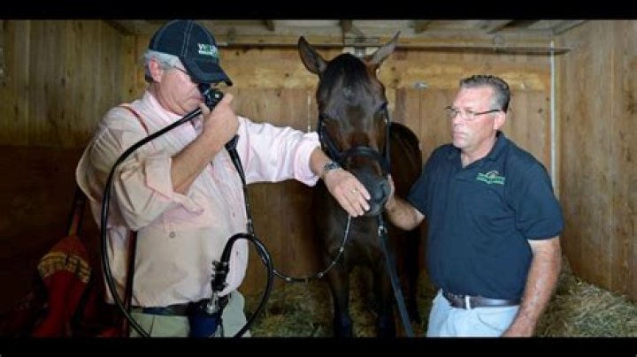 What is entrapped epiglottis in a horse