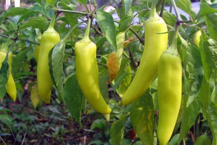 What Nutrition Does banana peppers have?