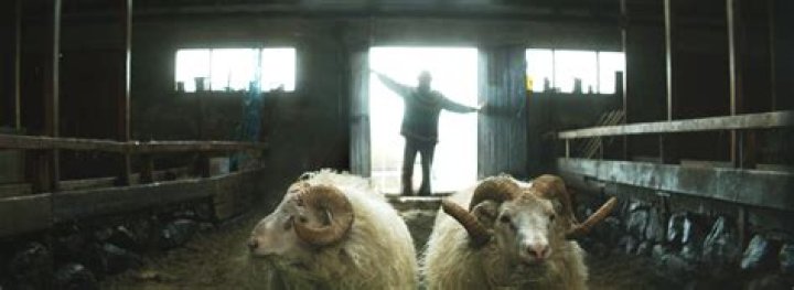 Where is ‘Rams’ Filmed? The Remake Of ‘Hrutar’