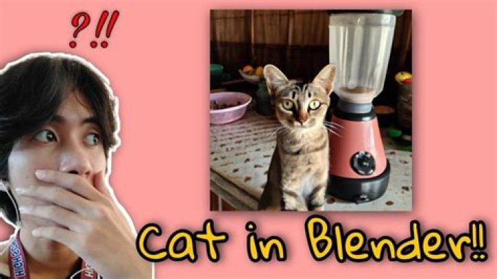Who Is Zaid_Messa66451 On Twitter? Is The Cat In Blender Still Alive?