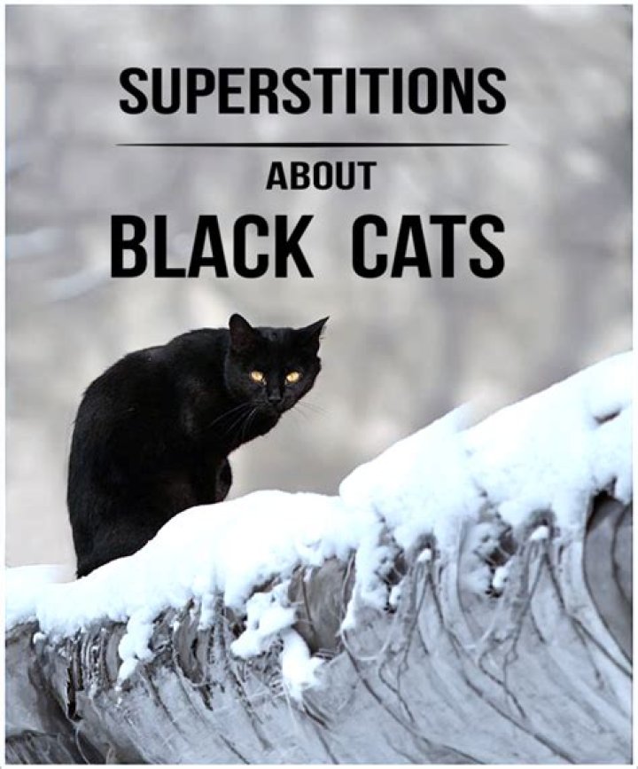 Why Are There Superstitions Around Black Cats?