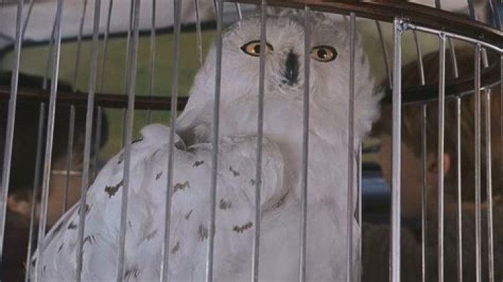 Why Hedwig Had To Die