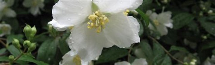Will philadelphus grow in shade