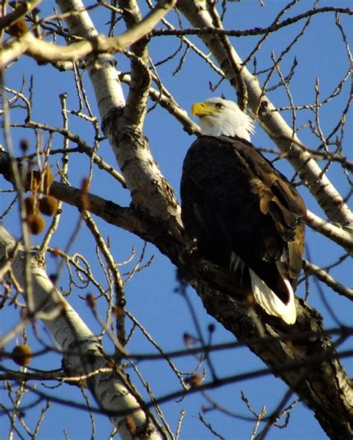 Yearly eagle count observes far fewer birds