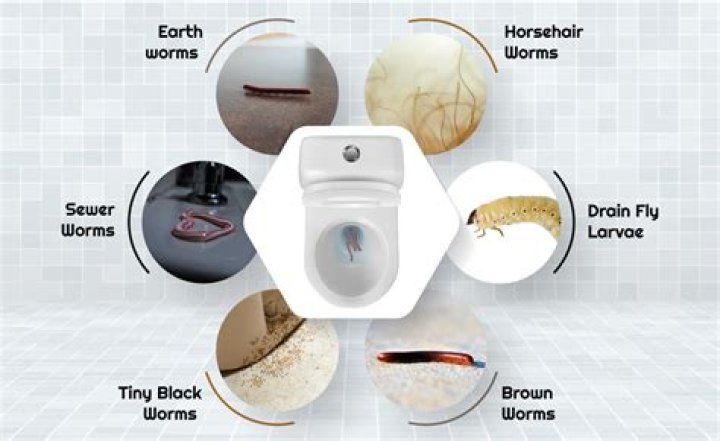 You could get black ‘toilet worms’ in your loo even after it’s been bleached - but this is how to get rid of them